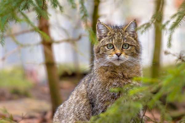 Naturerlebnisf&uuml;hrung auf dem Wildkatzenpfad
