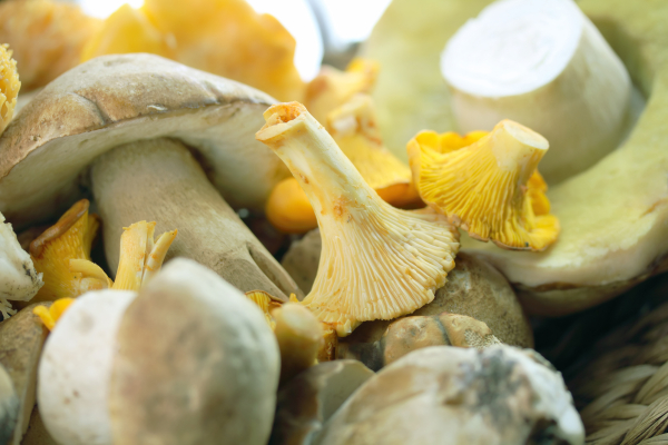 13. Eberner Pilztage zum neuen Termin im Oktober